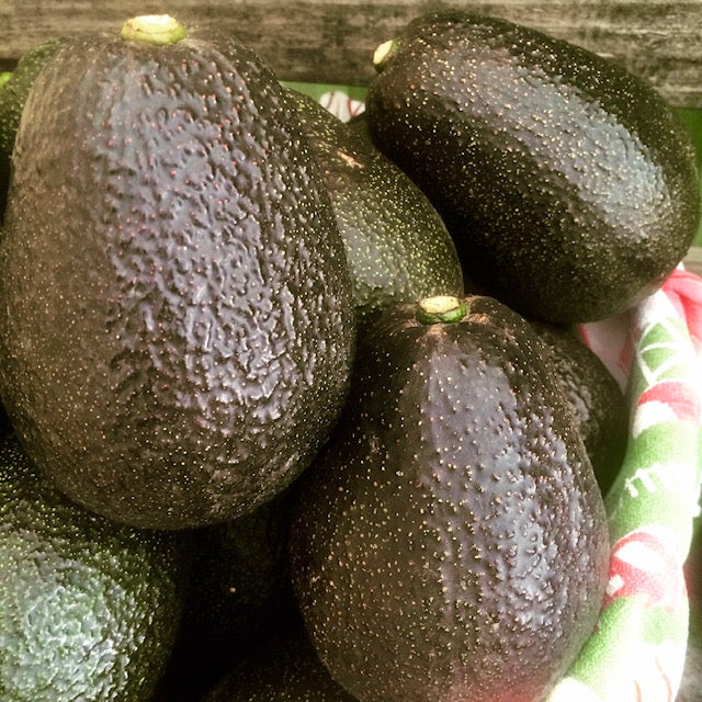 Avocados- Fresh & Organic!