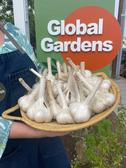 Garlic~Organically Grown Elephant Garlic